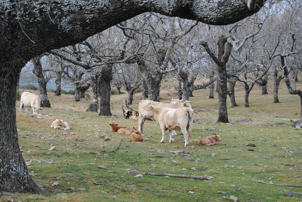 Casa Rural Romanejo Cabezabellosa 외부 사진