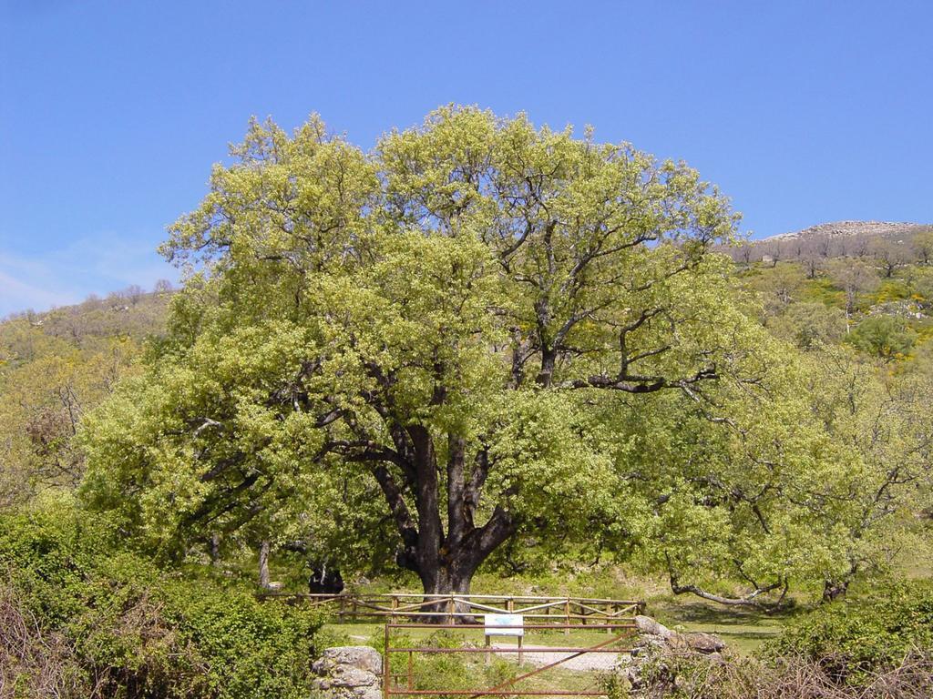 Casa Rural Romanejo Cabezabellosa 외부 사진